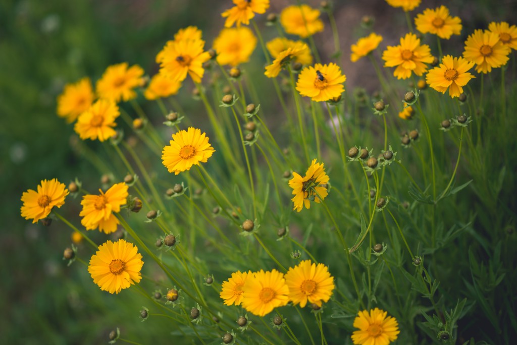 Pretty flowers along a nearby road.